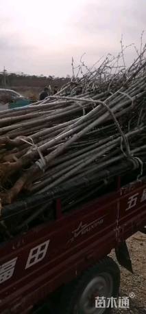 20公分樱花