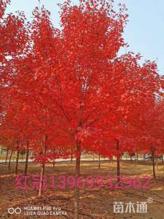 23公分美国红枫-红冠