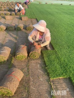 草卷状百慕大草