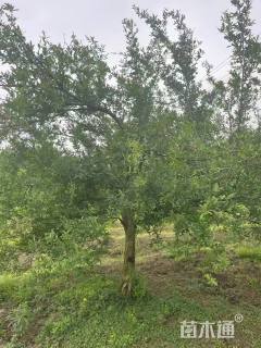 高度300厘米石榴