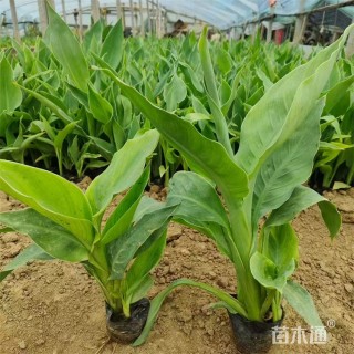 高度55厘米水生美人蕉