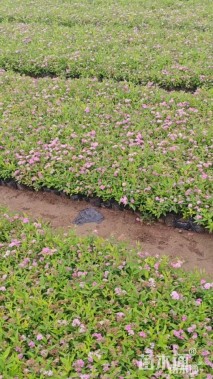 高度30厘米绣线菊