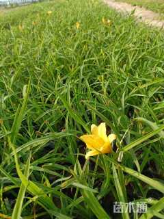 高度25厘米金娃娃萱草