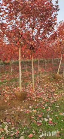 5公分美国红枫-红冠