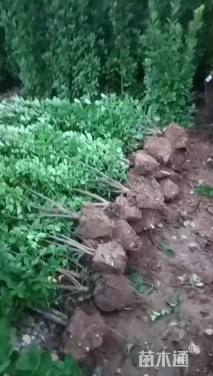 高度160厘米北海道黄杨