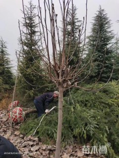 高度300厘米雪松