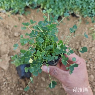 高度18厘米白三叶