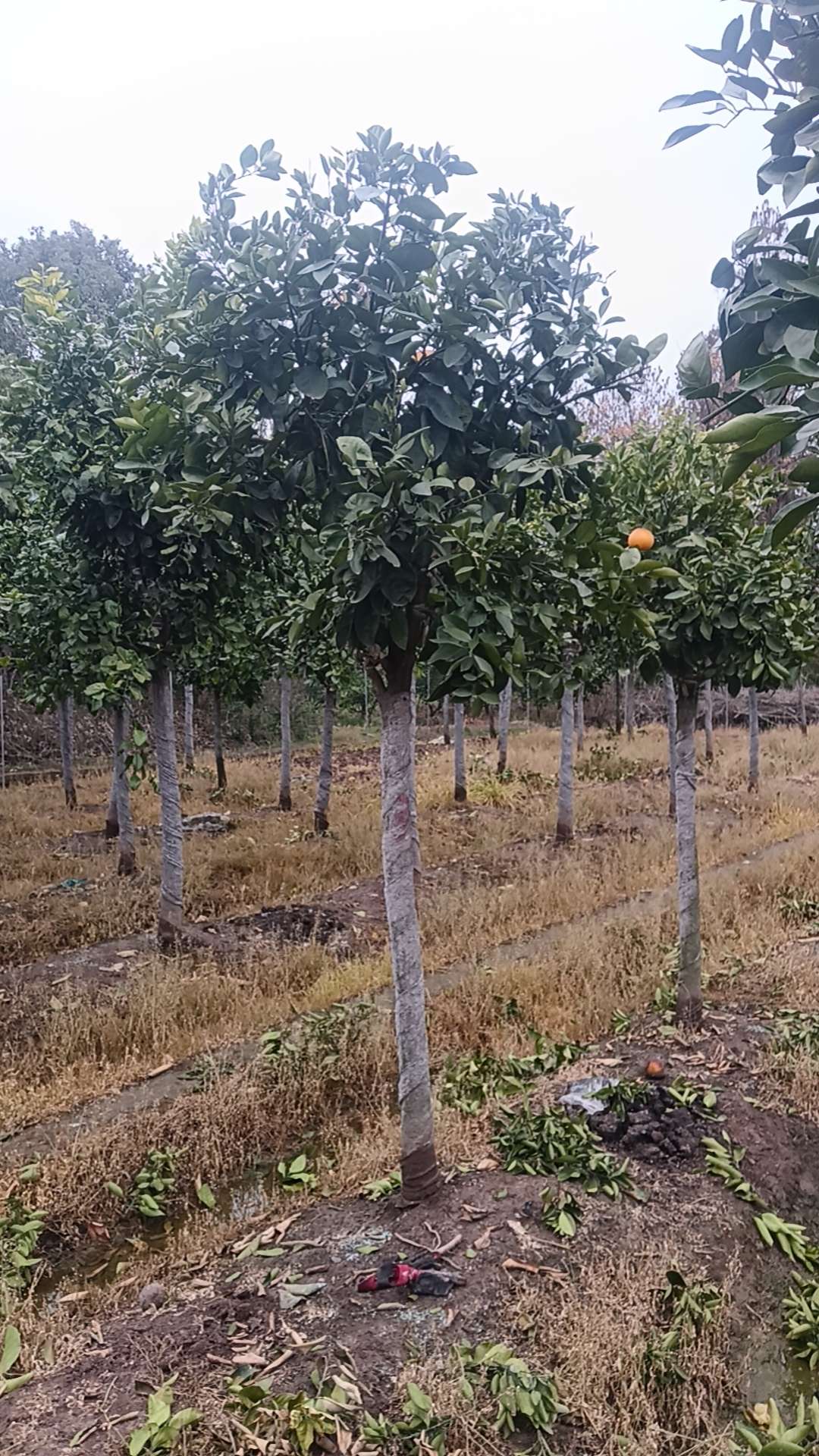 11公分葡萄柚