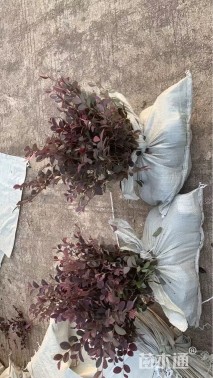 高度30厘米红花继木小苗