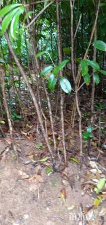 高度200厘米木荷小苗