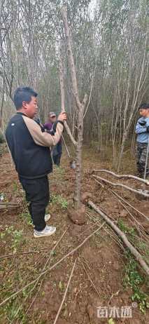 高度300厘米小叶女贞