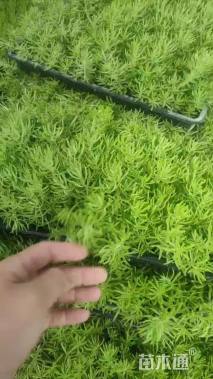 高度1厘米佛甲草