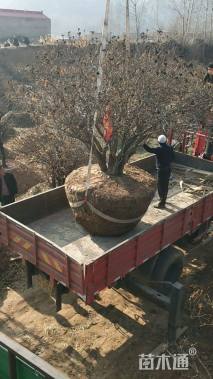 高度200厘米牡丹