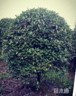 冠幅200厘米红叶石楠球