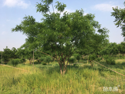 高度800厘米丛生国槐