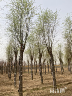 15公分嫁接垂柳