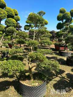 14公分造型黄杨