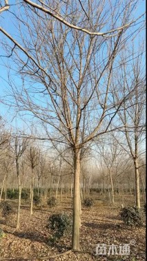 12公分元宝枫
