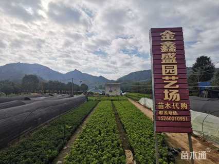 冠幅50厘米黄金榕球