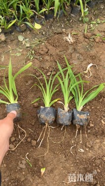 高度20厘米萱草