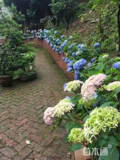 高度30厘米绣球