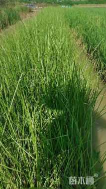 高度30厘米香根草