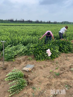 高度60厘米胶东卫矛