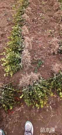 高度40厘米茶梅