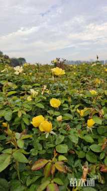 高度40厘米月季