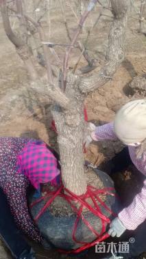 高度300厘米沾化冬枣