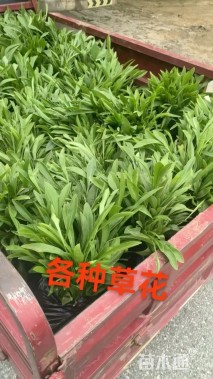 高度20厘米玉簪