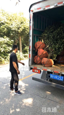 高度200厘米大叶黄杨