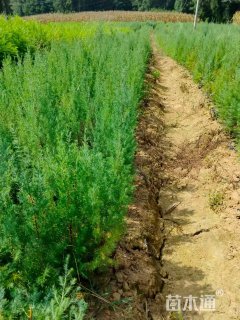 高度60厘米柳杉小苗