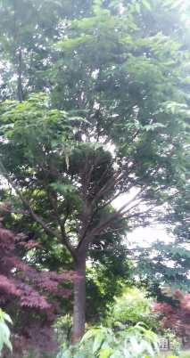 25公分榉树