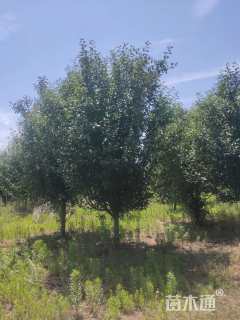 13公分绚丽海棠