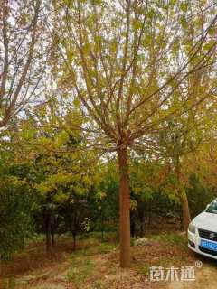 18公分金叶复叶槭