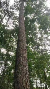 高度2000厘米马尾松