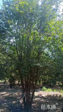 15公分暴马丁香