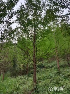 15公分水杉