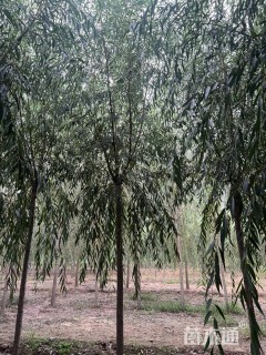 10公分金丝垂柳