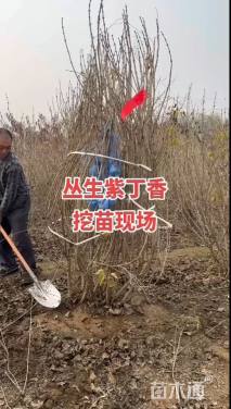 0.8公分紫丁香