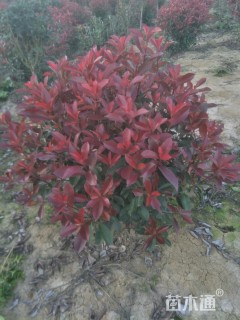 冠幅100厘米红叶石楠球
