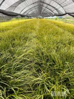 高度30厘米金叶石菖蒲