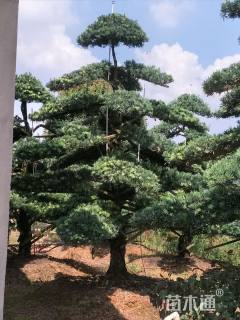 20公分造型罗汉松