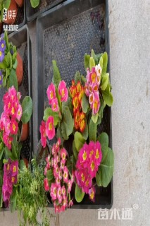 高度20厘米报春花