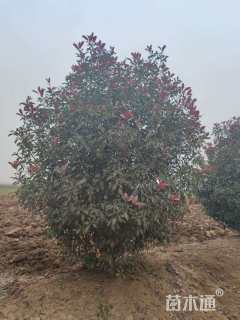 冠幅250厘米红叶石楠球