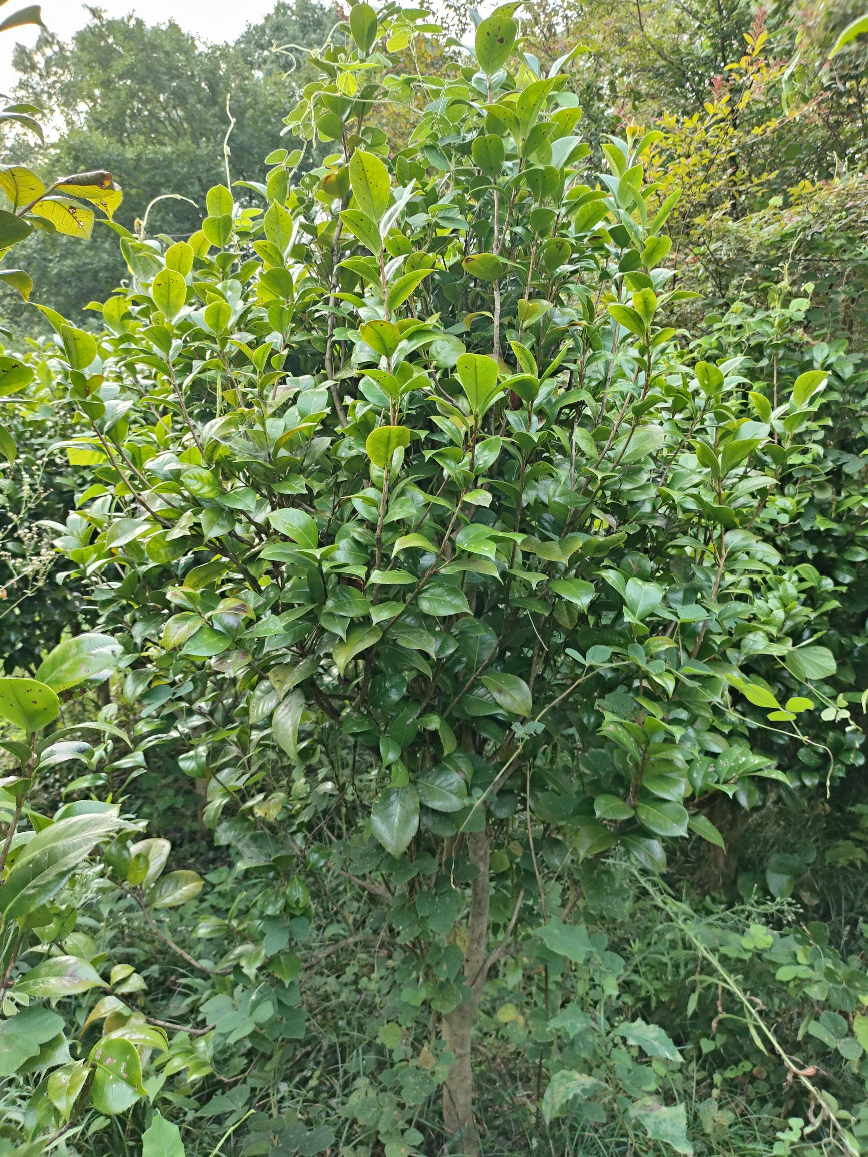 高度180厘米茶花