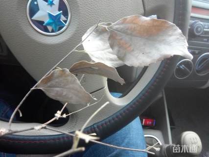 40公分青檀