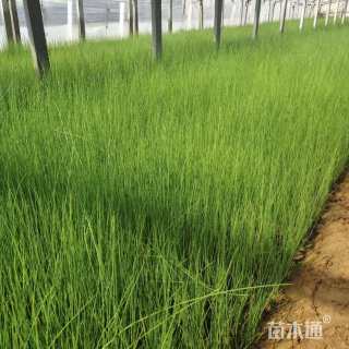 高度50厘米水葱