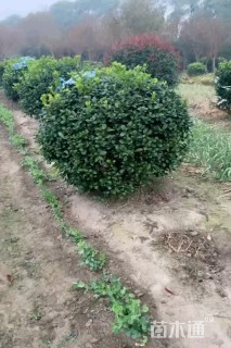 冠幅180厘米无刺枸骨球